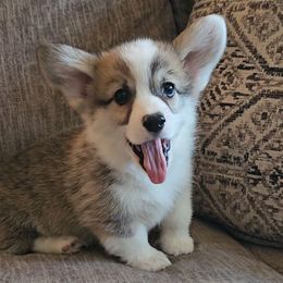 Boy 2 - Sable male Pembroke Welsh Corgi puppy in New Hampshire from Muddy Paws Corgis