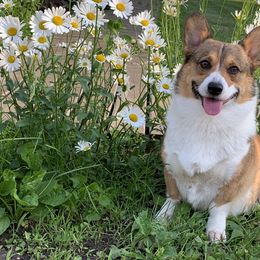 Pembroke Welsh Corgis from Bejay’s Corgis