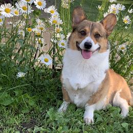 Pembroke Welsh Corgis from Bejay’s Corgis