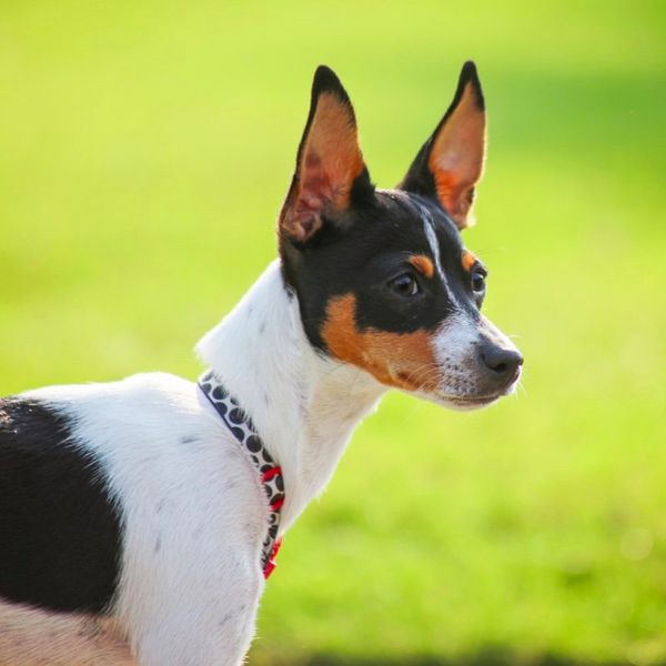 Rat Terrier