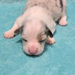 BLUEBERRY (Merle) fluffy tail docked - Blue merle and white male American Corgi puppy in Walker, Iowa from Double K Corgis