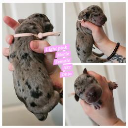 Light pink - Merle female Great Dane puppy in Doylestown, Ohio from Dana's Danes