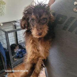 Rolo - Phantom Poodle puppy in San Jacinto, California from Elite Poodle