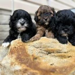 Aussiedoodle, Australian Shepherd, Poodle, Shihpoo, and Shih Tzu Puppies from Rockiń N Kennel