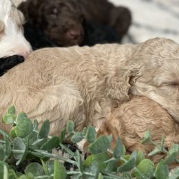 Poodle Puppies from Home of Doodles