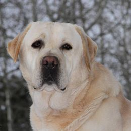Labrador Retrievers from Elaine's Labrador Retrievers