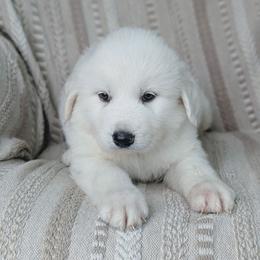 Boy 1 Black - White male Great Pyrenees puppy in Yakima, Washington from Naches Heights Ranch