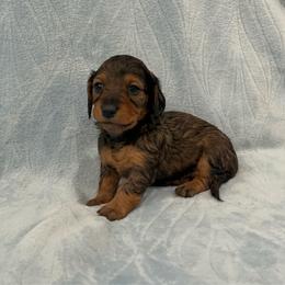 Jeanette - AKC - Red female Dachshund puppy in Gainesville, Texas from Diamond B Doxies