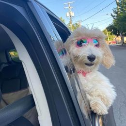 Goldendoodle Puppies from Muddydoodles