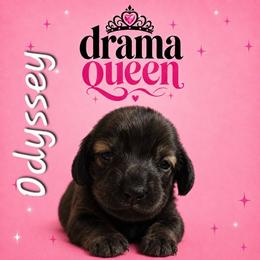 Odyssey - Black and tan female Dachshund puppy in New Caney, Texas from BouncinMiniWeenies