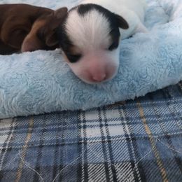 Yorkshire Terrier Puppies from Jackie Jenny’s Precious Yorkies
