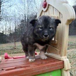 Green - Agouti and white male Siberian Husky puppy in Jonesborough, Tennessee from Dry Creek Siberians