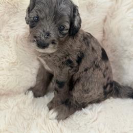 Lilo - female Australian Mountain Doodle puppy in Fullerton, California from Emerald Creek Doodles