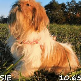 Maggie - Shih Tzu