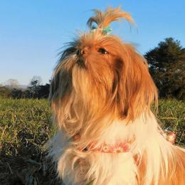 Maggie - Shih Tzu