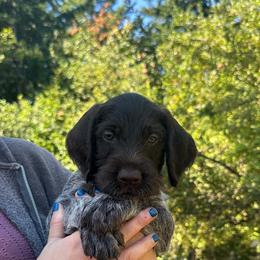 Black collar - Liver and white male German Wirehaired Pointer puppy in Oregon City, Oregon from German Wirehaired Versatility Dogs