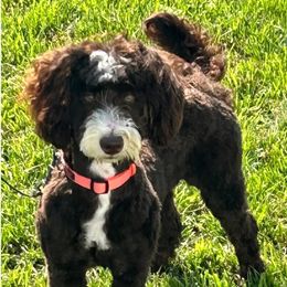 Trigger - Bernedoodle