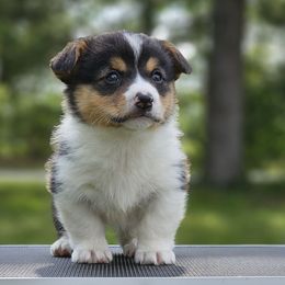 Janis - Black and tan female Pembroke Welsh Corgi puppy in Rensselaer, Indiana from Sharand MAS and Pembroke Welsh Corgis