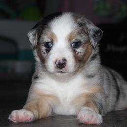 Miniature Australian Shepherd Puppies from Sand Dollar Aussies