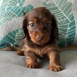 CKC Oakley - Chocolate and tan female Dachshund puppy in Cape Coral, Florida from Duker’s Dachshunds