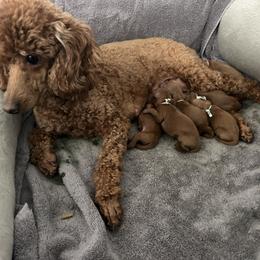 Poodle Puppies from Segovia Pups