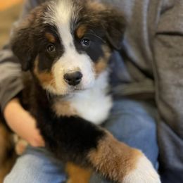 Bernese Mountain Dogs from McNeill’s Bernese Mountain Dogs