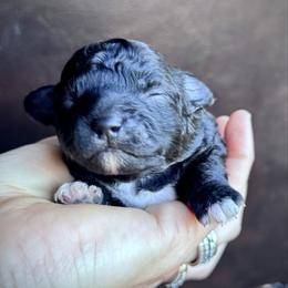Olive - Black female Maltipoo puppy in Mulino, Oregon from Boujee Life Depot