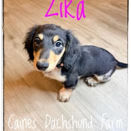 Zika - Piebald female Dachshund puppy in Cincinnati, Ohio from Caines Dachshund Farm