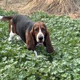Mater - Black brown and white male Basset Hound puppy in Inman, Nebraska from Sandhill Hounds of Nebraska