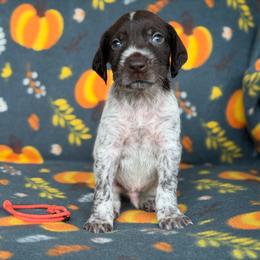 Orange Boy - Liver and white male German Wirehaired Pointer puppy in Reddick, Florida from Afterhours German Wirehaired Pointers and Basset Fauve de Bretagne