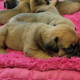 Bullmastiff Puppies from Sunny Beach Bullmastiffs