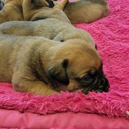 Bullmastiff Puppies from Sunny Beach Bullmastiffs