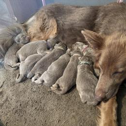 German Shepherd puppies from M&M Shepherd Farms