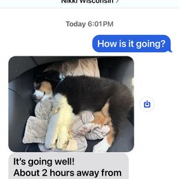 Australian Shepherd All Grown Up from Mad Ranch