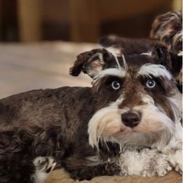 Coco - Miniature Schnauzer