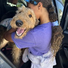 Airedale Terrier Puppies from Cool Hand Luke Kennels