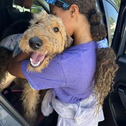 Airedale Terrier Puppies from Cool Hand Luke Kennels