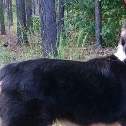 Australian Shepherds from White Bear Farms