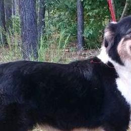 Australian Shepherds from White Bear Farms