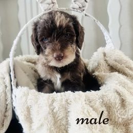 Labradoodle Puppies from Maple’s Doodles