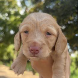 Cora - Cream female Dachshund puppy in Clovis, California from Lil Sausage Co