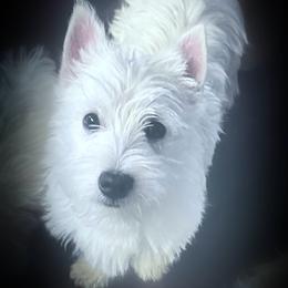 Riley - White male West Highland White Terrier puppy in Michigan from For The Love Of Westies