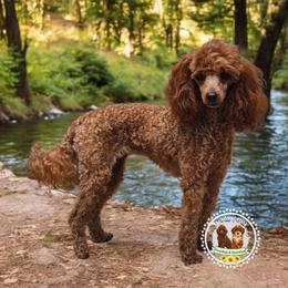 Anna - Poodle