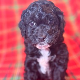 Zuckerman - Black white and tan male Cockapoo puppy in Saint Louis, Missouri from Jax Doodles