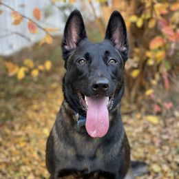 Petra - Belgian Malinois