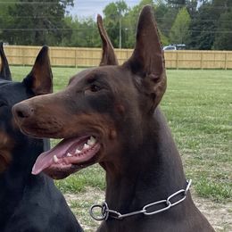Willow - Doberman Pinscher