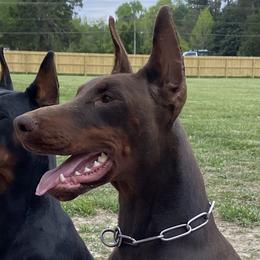 Willow - Doberman Pinscher