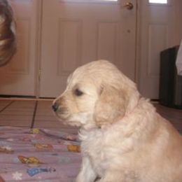 Goldendoodles from Mustard Seed Ranch Goldendoodles