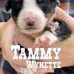 Bernese Mountain Dog Puppies from Faith and Family Farm