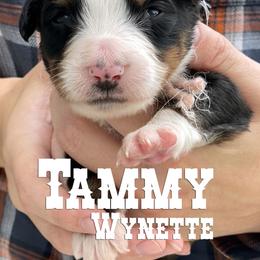 Bernese Mountain Dog Puppies from Faith and Family Farm